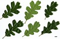SpeciesSub: subsp. semota
